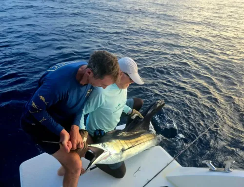 Captains Logbook: Marlin, Fly-Rod Sails, and a 50kg GT (December 2025)