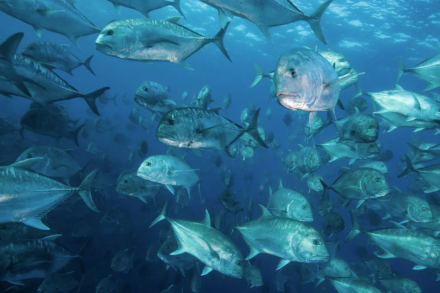 Shoal of GT (giant trevally) in Amirantes, Seychelles