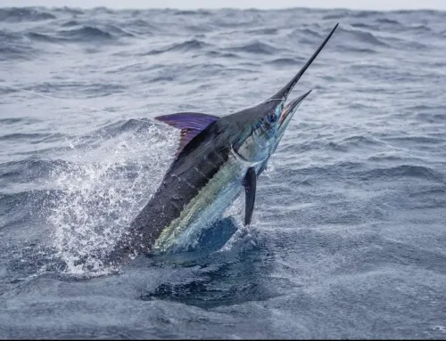 Captain’s Log: The NW Surge — Blue Marlin, Yellowfin “Barrels,” and Shallow Thermoclines