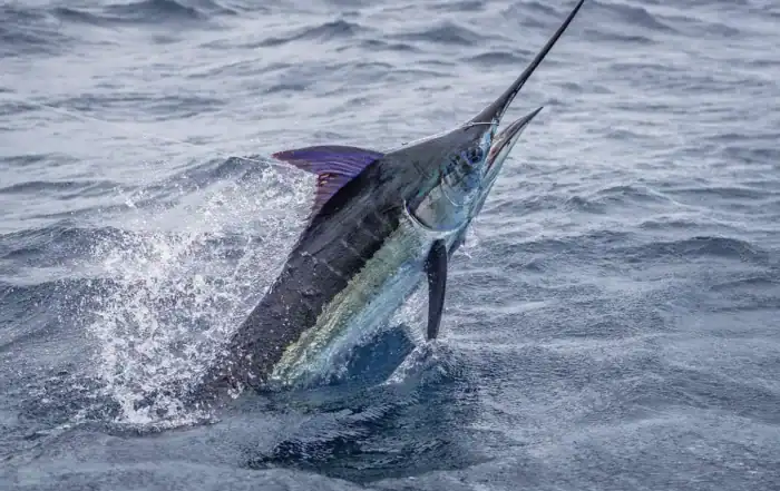 Marlin leaping clear of the water during an offshore fight