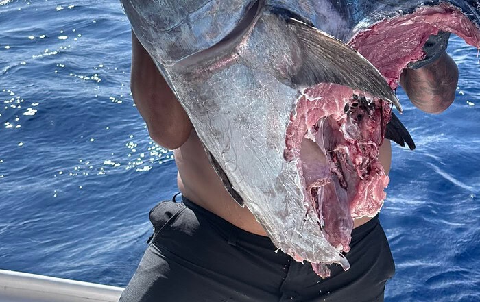 Taxman takes his share of Dogtooth Tuna